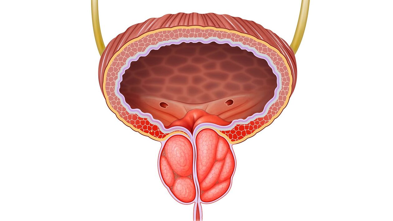 entzündegt Prostata Drüs